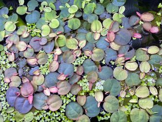 Red Root Floaters 🪷