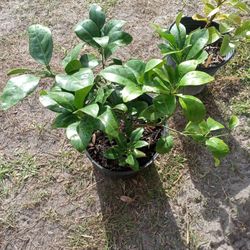 Grapefruit Trees