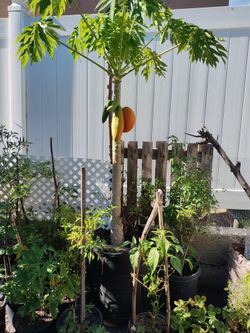 Papaya tree