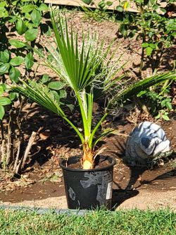 Mexican Fan Palms