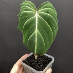 Gloriosum | Philodendron