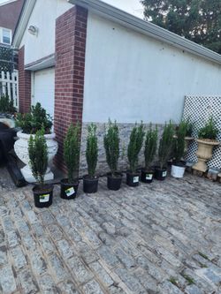 10 pc ..5ft tall healthy sky pensils boxwood..all 10 for only $265