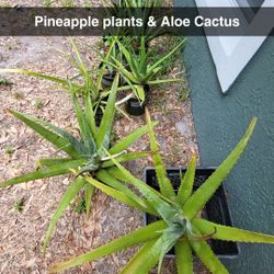 Pineapple & Aloe Plants