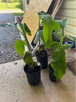 Banana plant