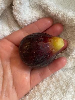 Fig seedling