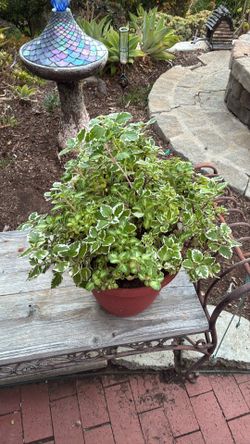 Plants
