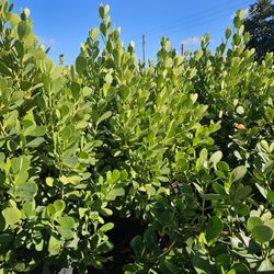 huge clusias over 6 feet tall  Instant  privacy Hedge for fence 