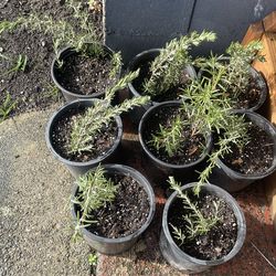 Large Rosemary Plants