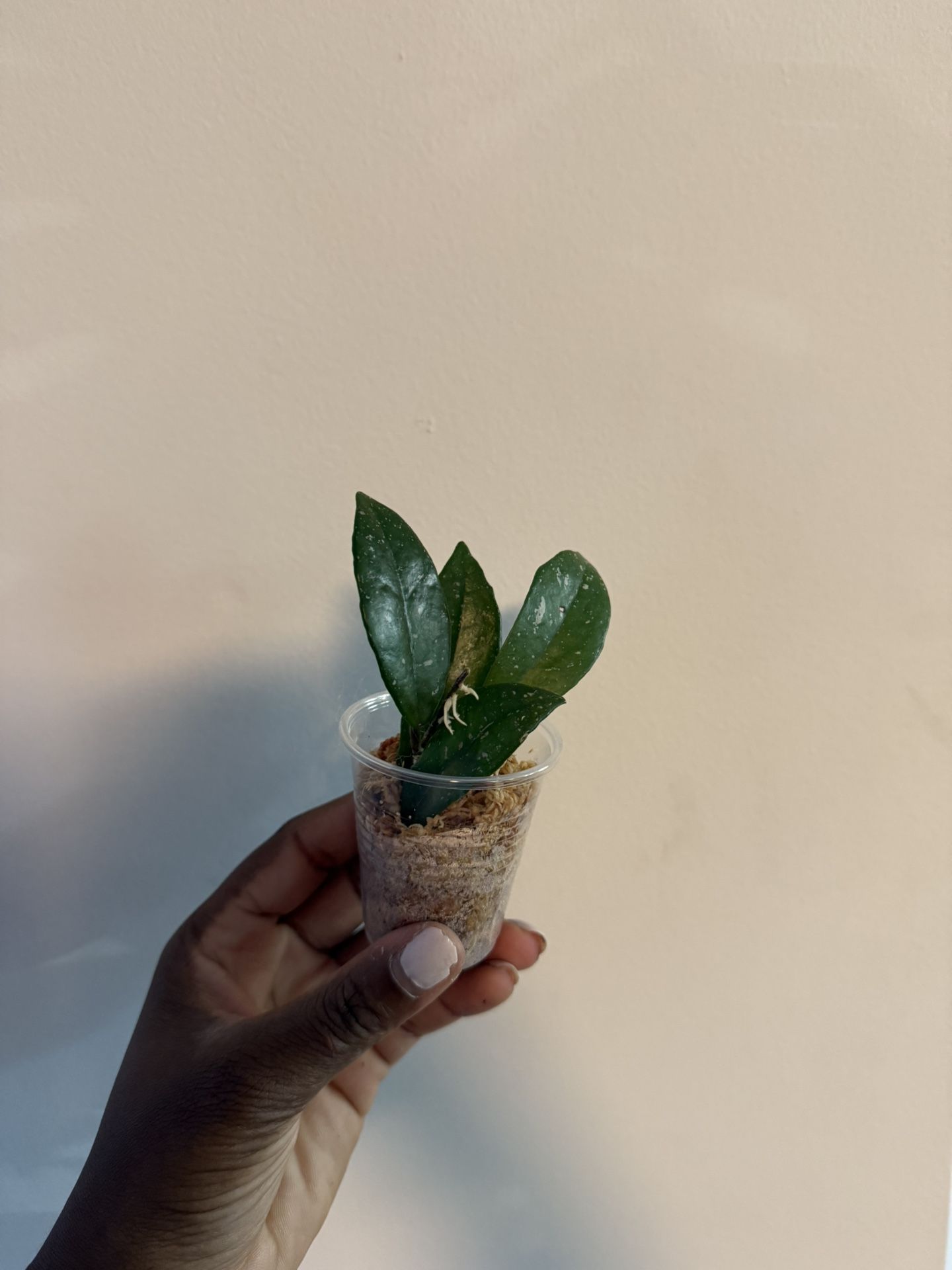 Hoya Wilbur Graves China