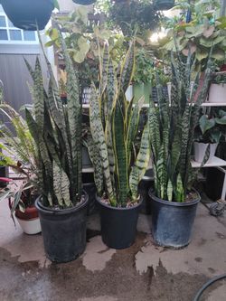 Snake Plants