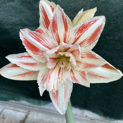 Amaryllis, Hippeastrum Blooming Plant, In 6 Inch Pot Pick Up Only