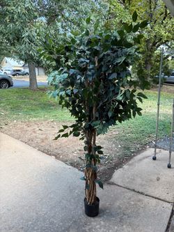 Large Artificial Ficus Tree in Black Pot