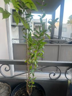 Red pomegranate tree