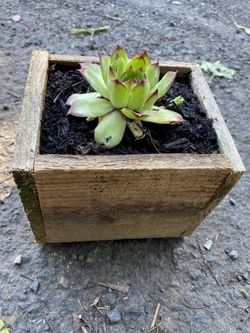 succulents