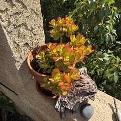 A Happy Beautiful Jade Plant With Pot