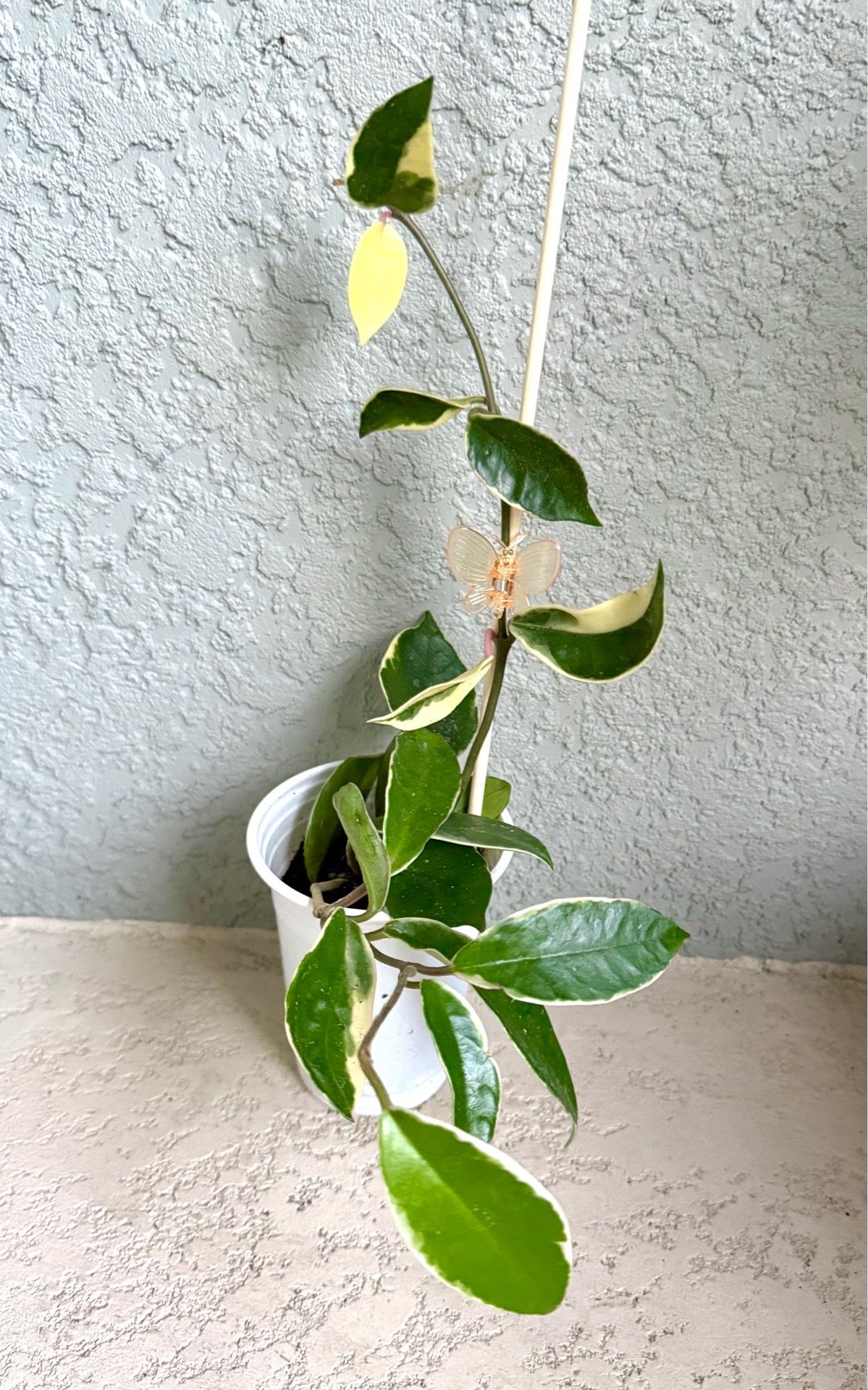 Hoya Krimson Queen plant