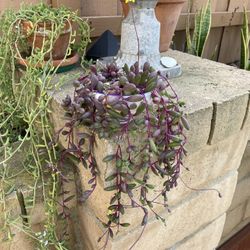 Blooming Othonna Capensis Ruby Necklace Succulent Plant In Ceramic Planter 