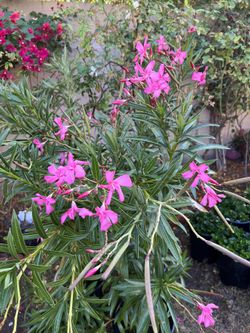 5 Gallon Oleanders