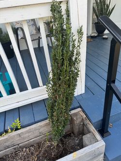 Large Boxwood Shrub – Landscaping Plant