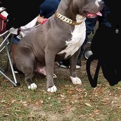 Luxury Dog Collars (LEGENDARY CHAINZ)