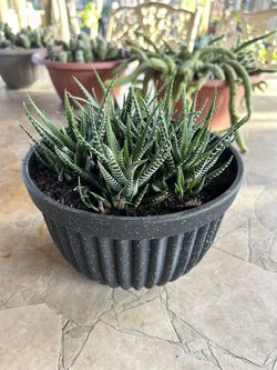 Succulent Zebra Plant
