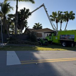 Palm and tree trimming 
