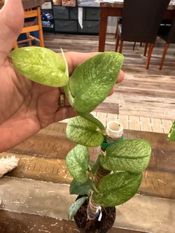 Rhaphidophora Hongkongenesis