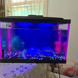 5 Gallon Fish Tank  Complete