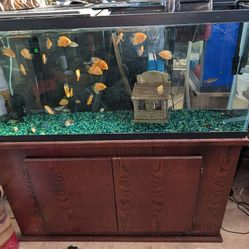55 gallon fish tank and stand