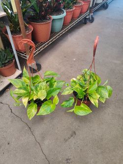 Neon Pothos Indoor Plant