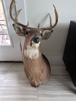 Taxidermy Deer Head