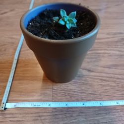 Small Gray Planter Pot With 1 Succulent 