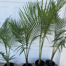 Palm Over 4ft 25$ Each