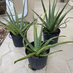 3 Gallon Aloe Plants