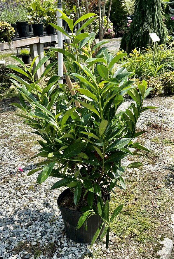 Skip Laurel Bush 3-4 Ft Tall