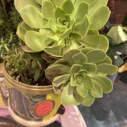 Suculenta