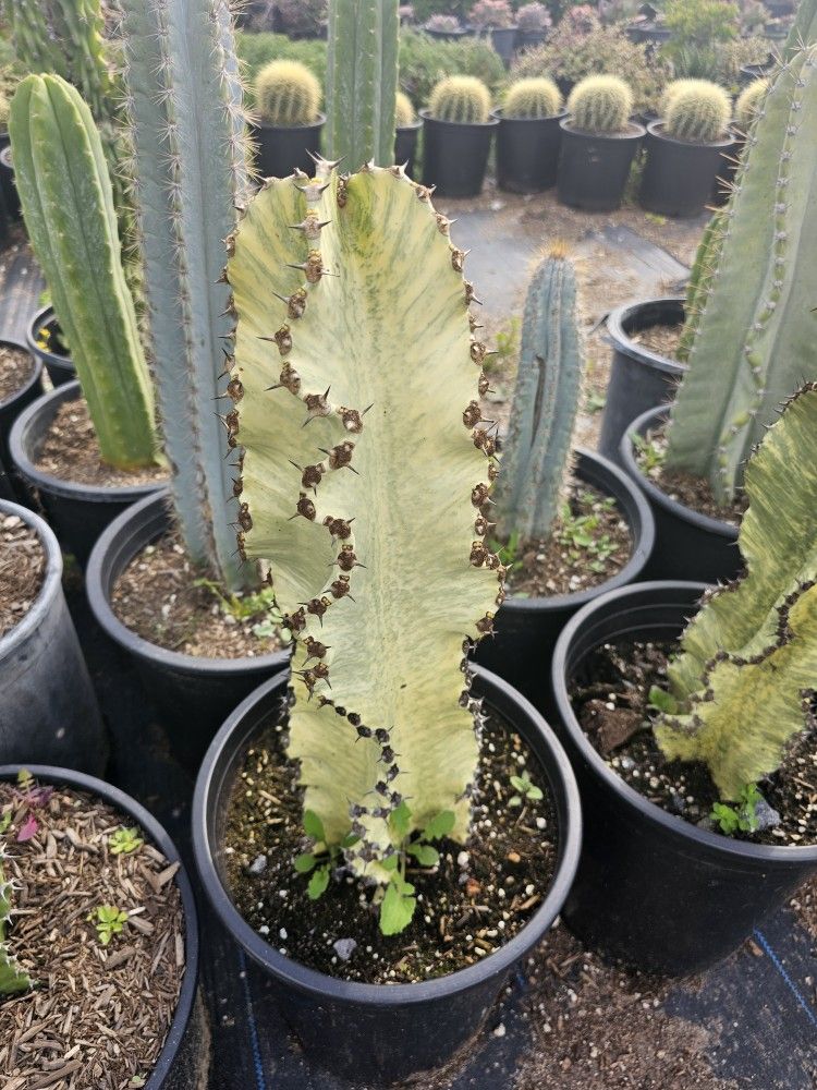 Euphorbia Ammak Cactus