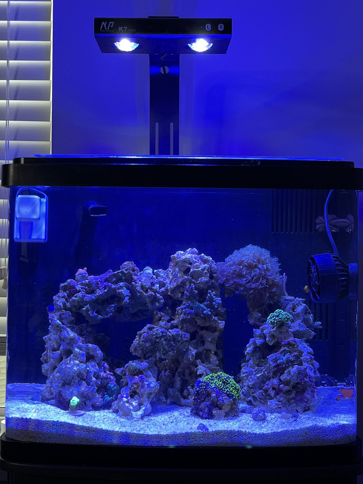 BIOCUBE - 29 - Saltwater aquarium - Fish tank