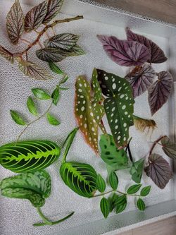 7 Mystery House Plant Cuttings (Pick up only)