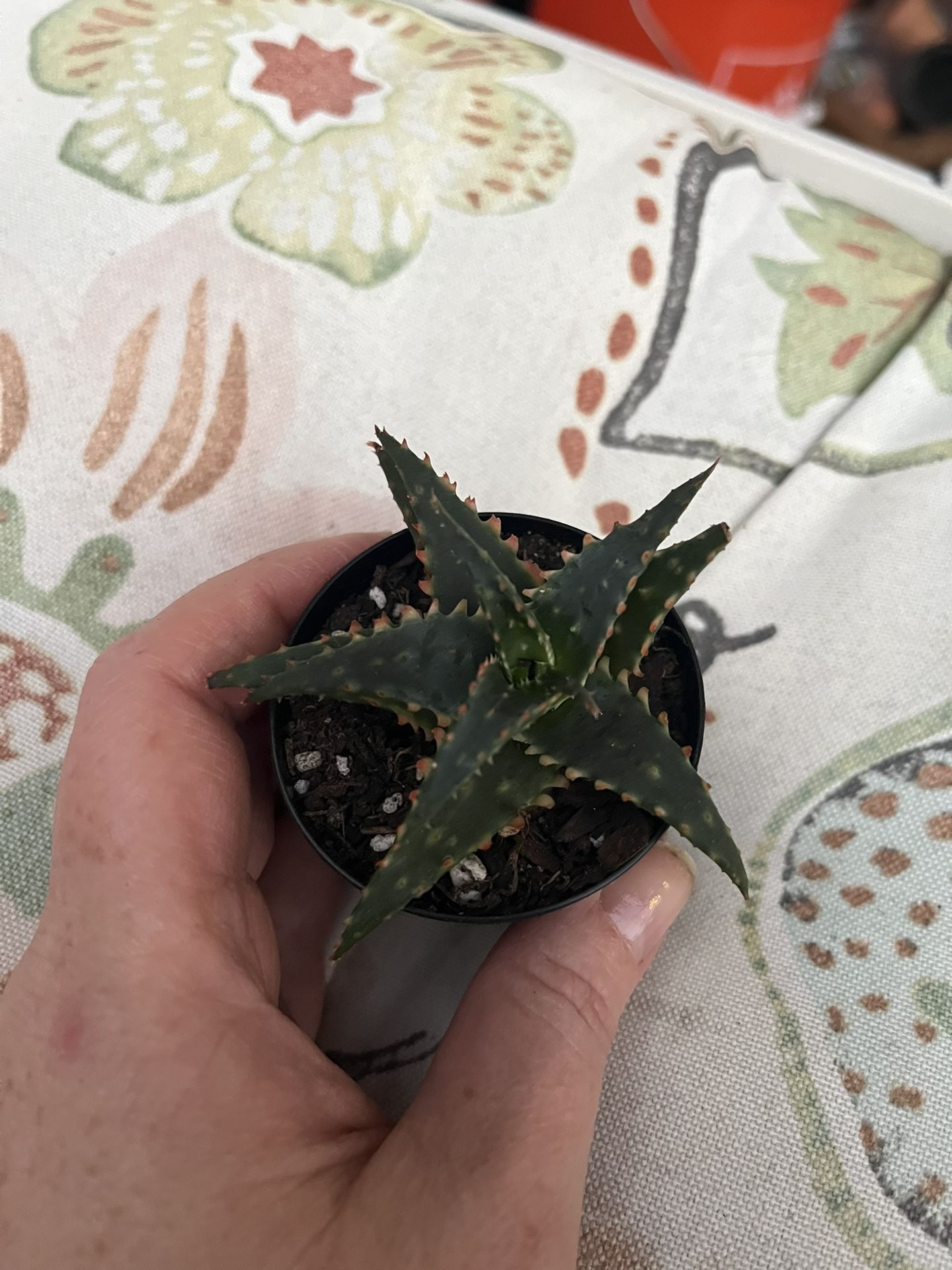 Christmas Carol Aloe