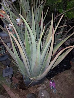 Aloe plants