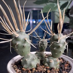 Paper Spine Cactus Plant 
