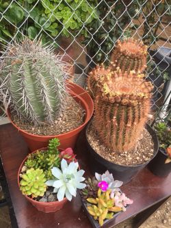 Cactus