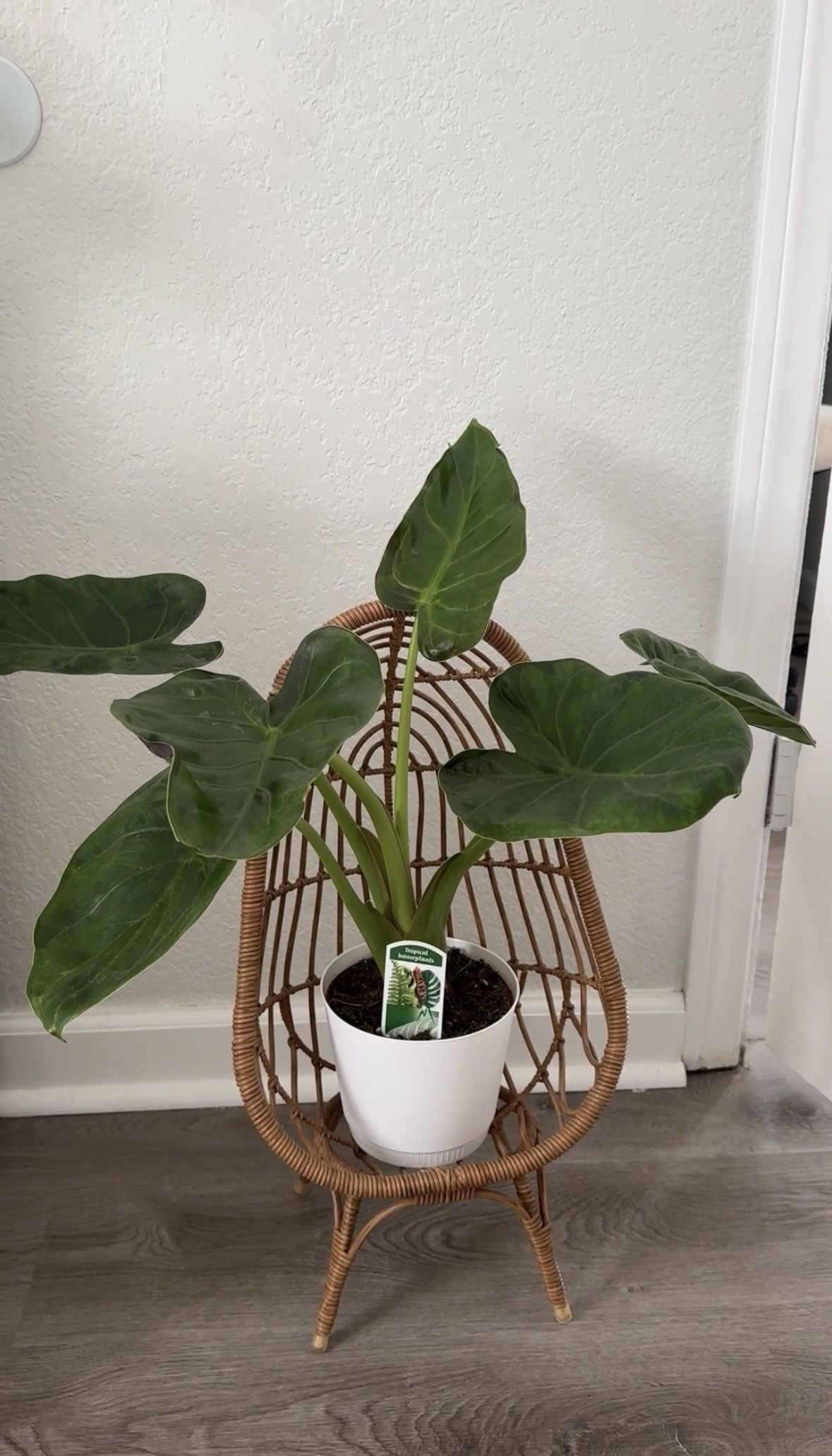 Plant Stand 