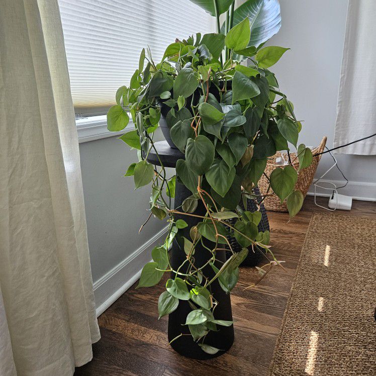 Heart Leaf Philodendron 