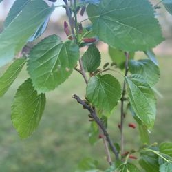 Mulberry Tree