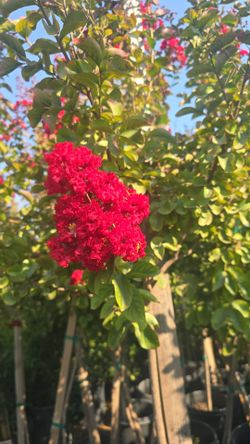 Dynamite" crape myrtle
