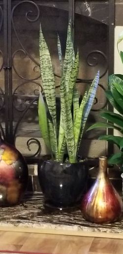 Sansevieria Laurentii Snake Plant This flower mascot home