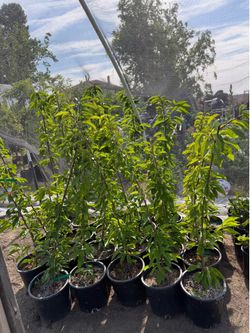 Stella Cherry Trees/ Árboles De Cherries $40