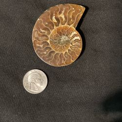 Ammonite Fossil